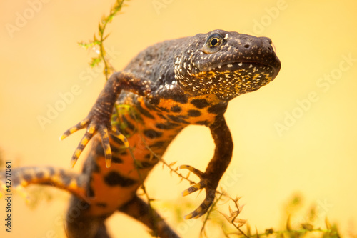 Fototapeta fauna płaz natura smok