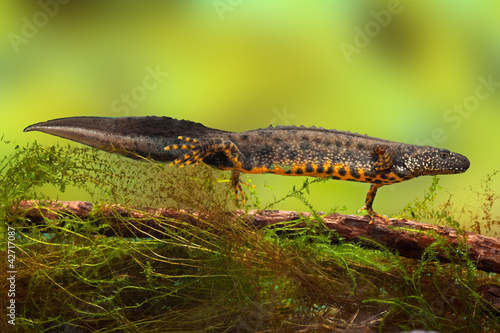 Naklejka portret fauna dziki woda natura