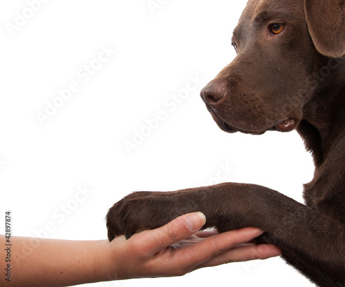 Plakat portret ładny labrador