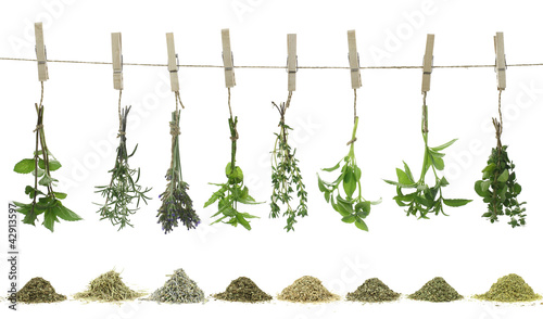 Plakat roślina herbata medycyna zdrowie