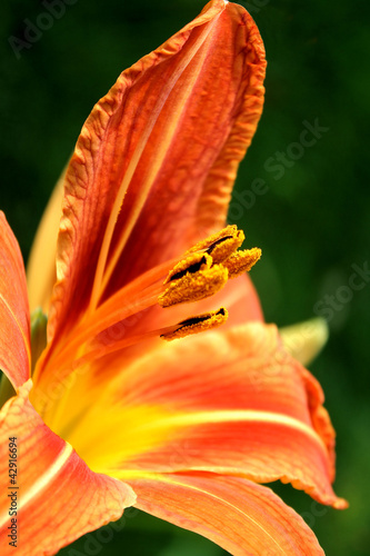Naklejka kwiat lato tygrys ogród lilia