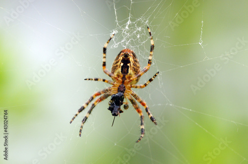 Plakat portret pająk pajęczyna siatka
