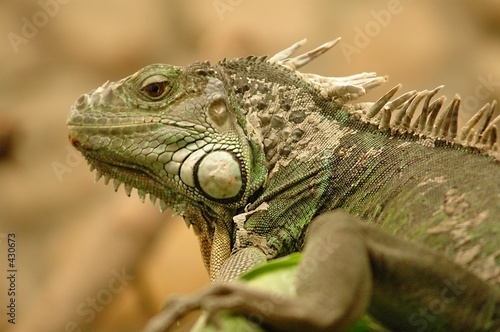 Fotoroleta dinozaur galapagos gad iguana ferrari dino