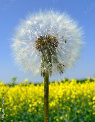 Fotoroleta słońce natura zabawa stary