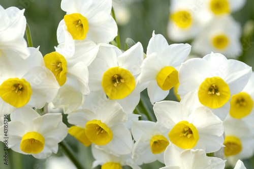 Fotoroleta roślina kwiat narcyz w górę biały