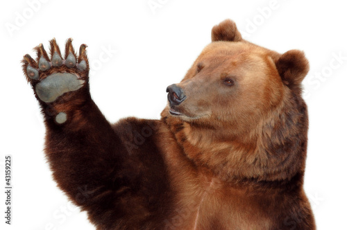 Plakat dziki zwierzę ssak niedźwiedź