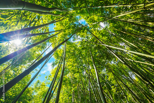 Naklejka bambus zen spokojny drzewa