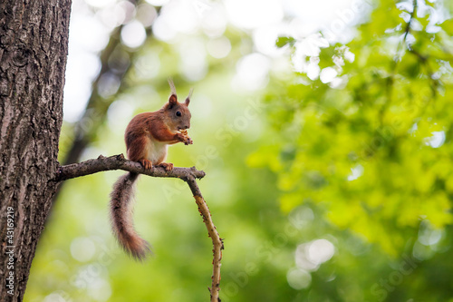 Naklejka widok fauna lato