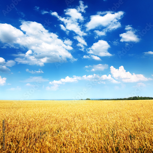 Obraz na płótnie ziarno pszenica rolnictwo żniwa żyto