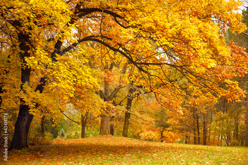 Naklejka las jesień buk ścieżka park