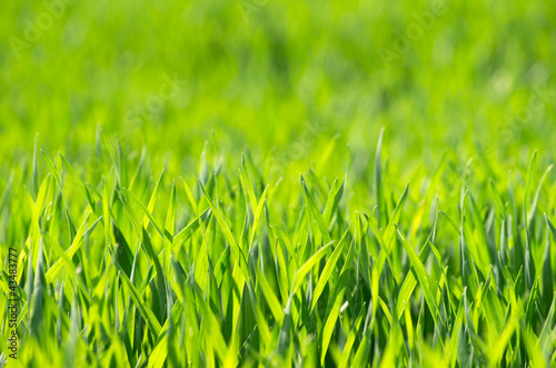 Fotoroleta roślina łąka pole świeży trawa