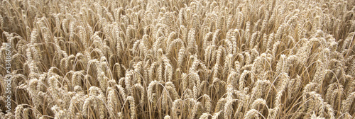 Naklejka krajobraz żniwa pszenica rolnictwo żyto