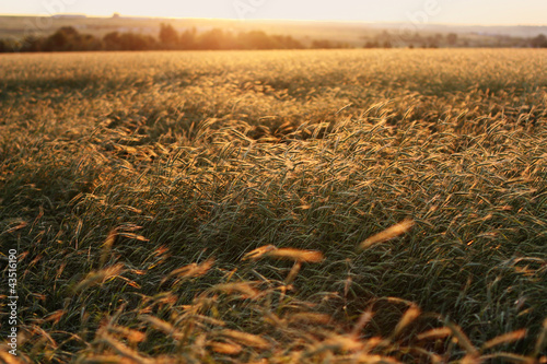 Fotoroleta natura rolnictwo pejzaż jedzenie