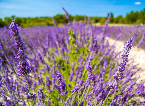 Plakat słońce natura morze śródziemne