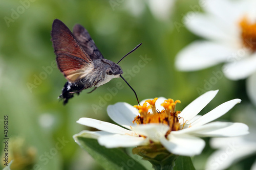 Plakat kwiat koliber motyl