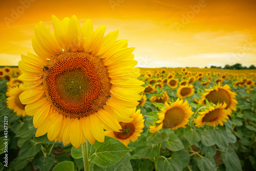 Naklejka żniwa rolnictwo słońce natura kwiat