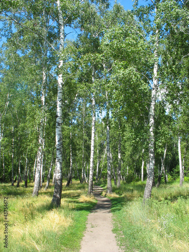 Naklejka aleja niebo natura