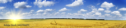 Fototapeta roślina rolnictwo ścieżka