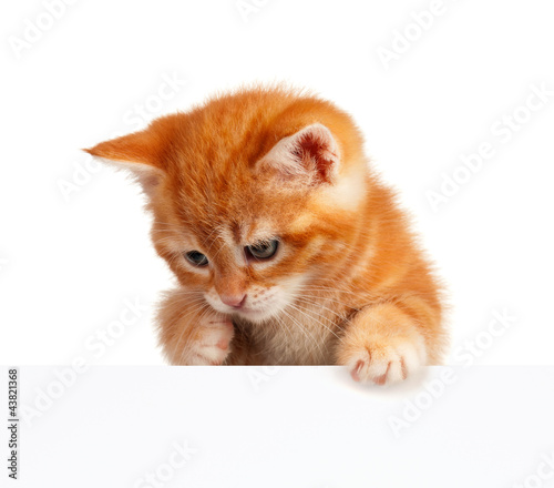 Naklejka ssak kot zwierzę kociak portret