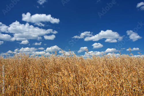 Fotoroleta natura zboże ziarno