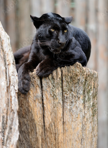 Plakat jaguar pantera portret ssak zwierzę