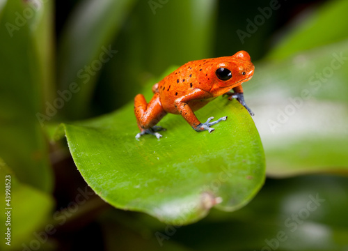 Plakat piękny tropikalny natura zwierzę