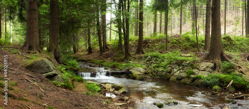 Naklejka drzewa panoramiczny pejzaż