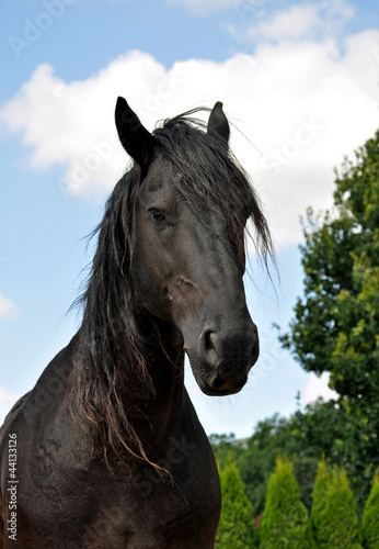 Fotoroleta ogier natura las sport