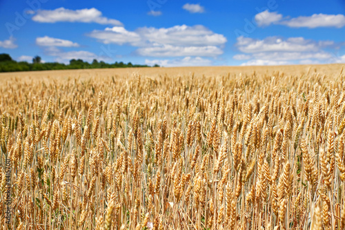 Obraz na płótnie rolnictwo pszenica natura lato pole