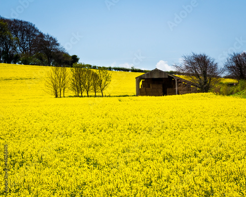 Fotoroleta pejzaż natura łąka pole anglia