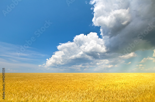 Plakat niebo natura wiejski pejzaż ziarno