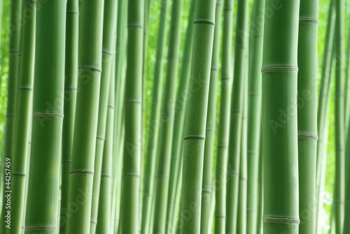 Obraz na płótnie bambus krajobraz roślina zielony