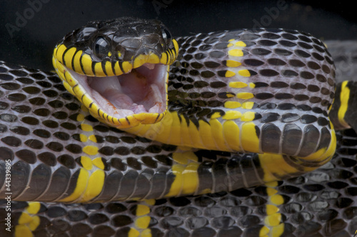 Naklejka wąż kot tajlandia gad indonezja