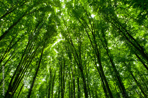 Fotoroleta natura park słońce