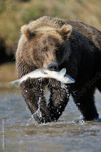 Plakat dziki fauna natura bezdroża