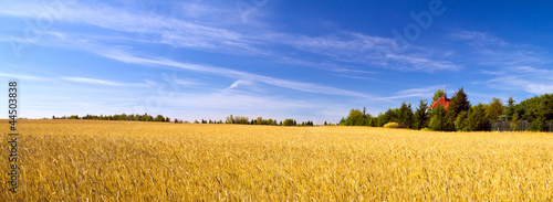 Fototapeta zboże pastwisko niebo łąka trawa