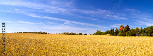 Plakat zboże pastwisko niebo łąka trawa