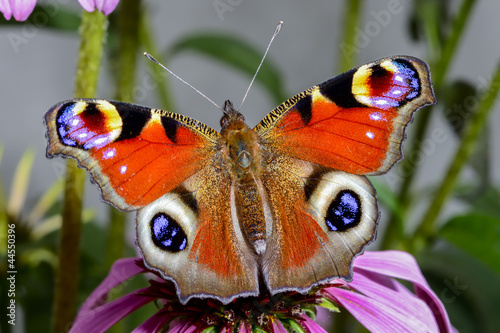 Fotoroleta natura fauna kwiat portret