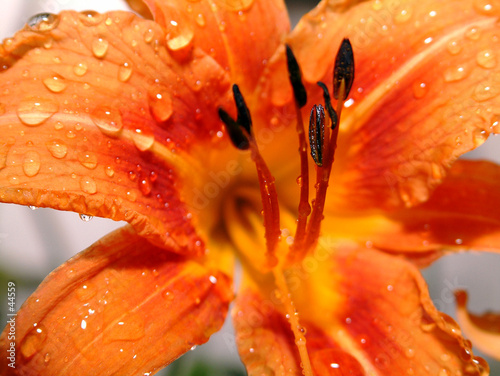 Fotoroleta woda kwiat kropla liliowiec