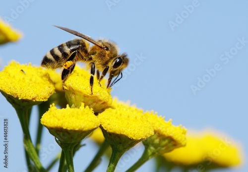 Plakat stokrotka pyłek natura