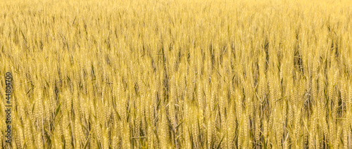 Obraz na płótnie żniwa niebo natura