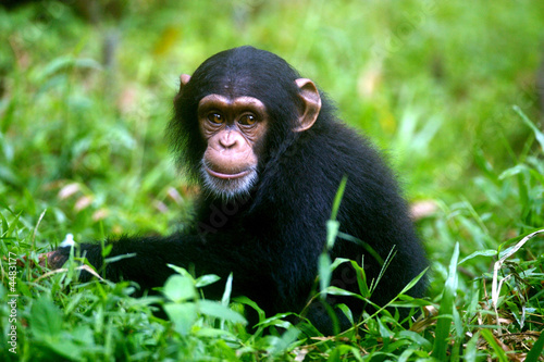 Plakat natura małpa zwierzę
