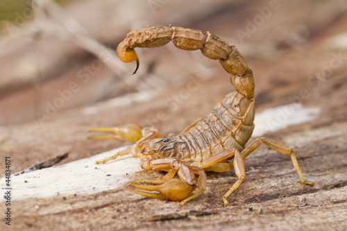 Obraz na płótnie fauna natura dziki ciało