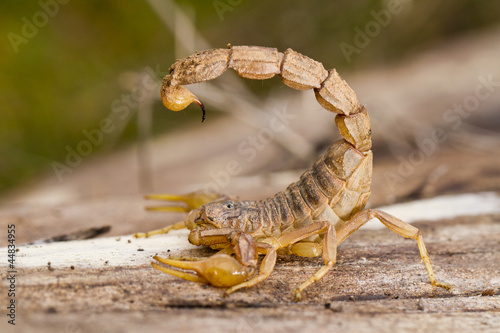 Naklejka fauna natura ciało dziki zwierzę