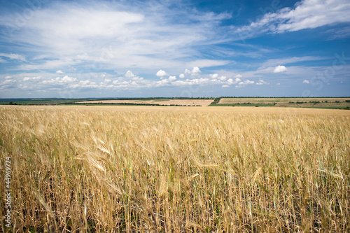 Fotoroleta świeży natura łąka