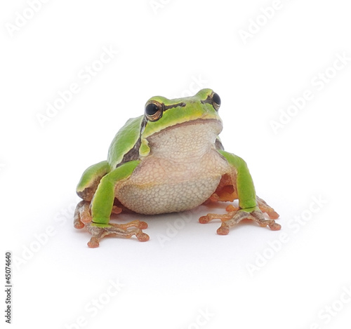 Obraz na płótnie płaz żaba natura zwierzę drzewa