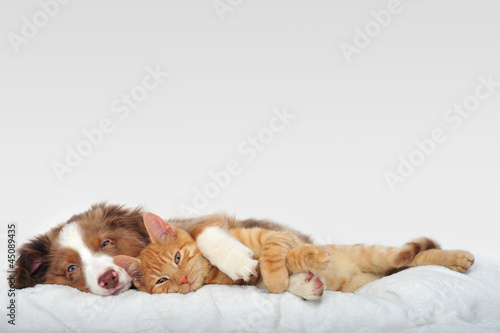 Fototapeta Pies i kot leżą