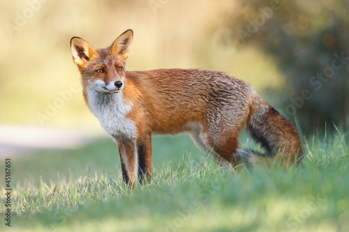 Naklejka ssak natura wieś