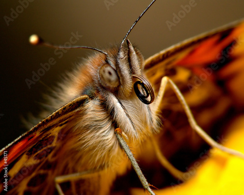 Fotoroleta ogród portret natura oko