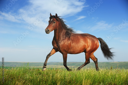 Fototapeta ruch zwierzę koń rasowy pole